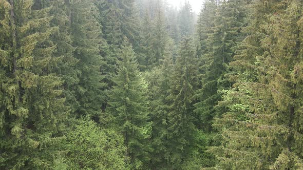 Ukraine, Carpathians: Forest Landscape. Aerial View