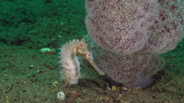 White thorny Seahorse (ippocampus histrix) feeding beside pink soft coral wide angle shot