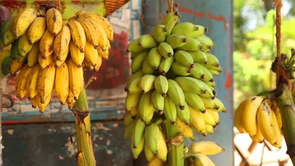 View of bananas hanging in local shop in Mirissa, Sri Lanka.