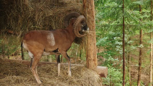 Wild Mountain Sheep Feeds on Hay From a Feeder in the Forest