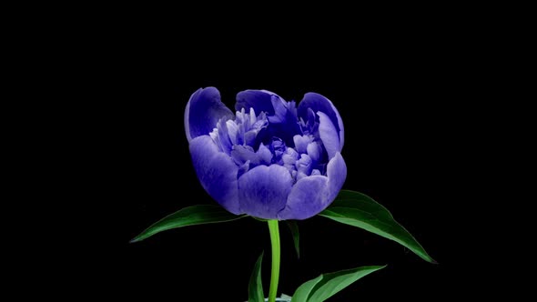 Timelapse of Spectacular Beautiful Blue Peony Flower Blooming on Black Background