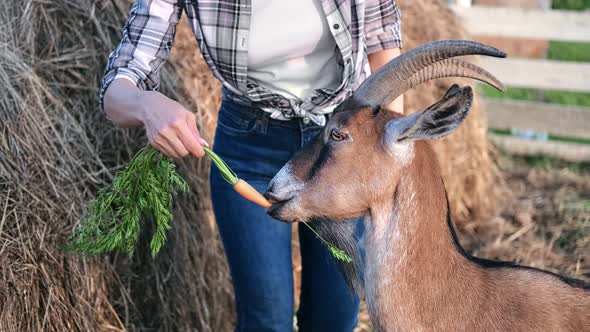 Closeup Rustic Woman Feeding Goat Holding Carrot Near Haystack