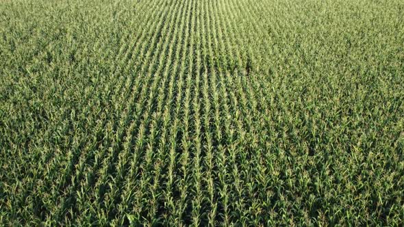 Flight over a field of green corn, ripening corn in an agricultural field