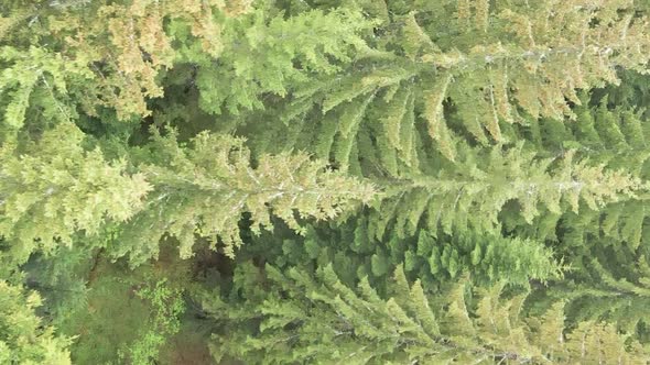 Vertical Video Aerial View of Trees in the Forest