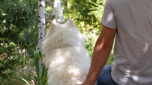 A man with a dog is sitting in the forest. The owner stroked his white dog. Samoyed Laika.
