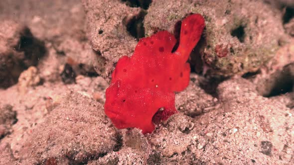 Red arty frogfish waving it's fishing lure in an attempt to catch prey at night