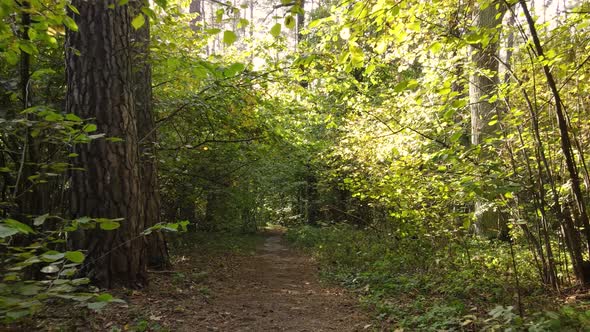 Forest with Trees in an Autumn Day