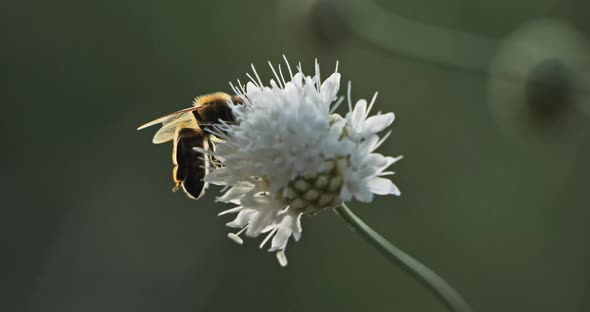 A bee taking nectar and pollinating a flower.
