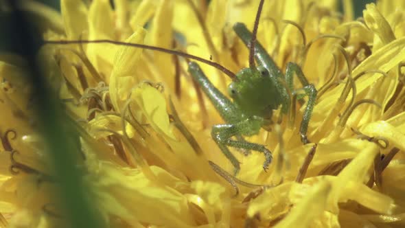 Green Grasshopper On A Dandelion Flower