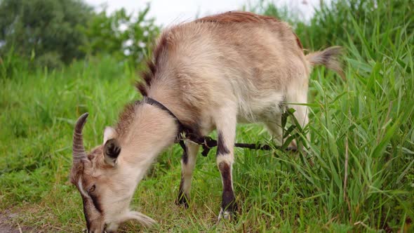 Domestic Smoke Goat Grazing in Green Grass.