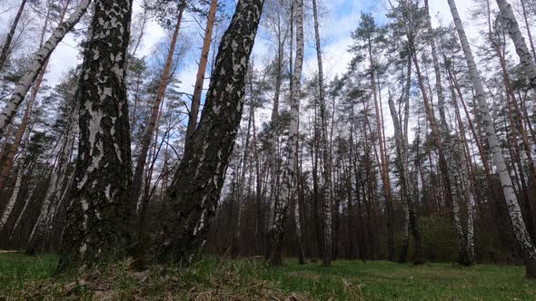 Birch Forest with Birches in the Afternoon