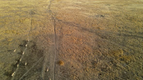 Wild Saiga Antelope Running. Herd of Antelope Running on Steppes To River.  Hdr Slow Motion