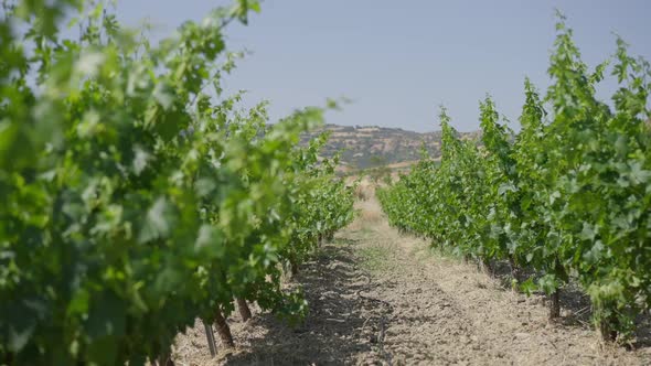 Green Vinegrape Growing on Sunny Day Outdoors with Blurred Cyprus Mountain Hill at Background