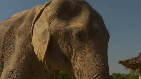 Beautiful portrait of a rescued Asian elephant.