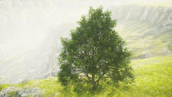 Panoramic Landscape with Lonely Tree Among Green Hills