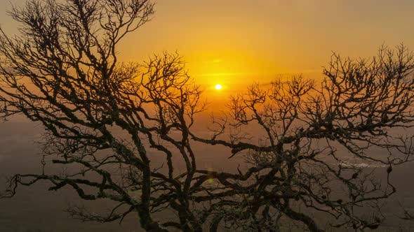 Bare Branches of Old Tree on Sunset Background