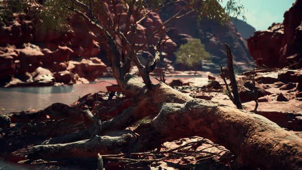 Trees Near Colorado River in Grand Canyon