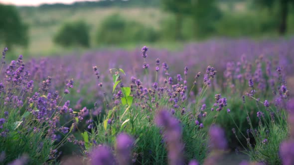 Purple Lavender Rows in Blooming Endless Field