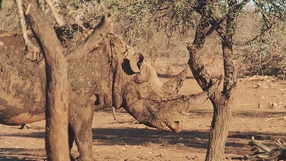 Black rhinoceros cleaning it's horn with a tree