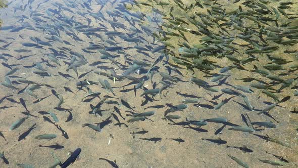 Tilapia Fish In A Pond