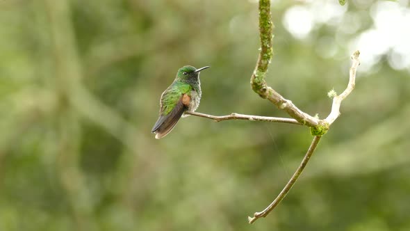 Rufous Tailed Hummingbird perched majestically on a branch with beautiful greenery behind it in Cost