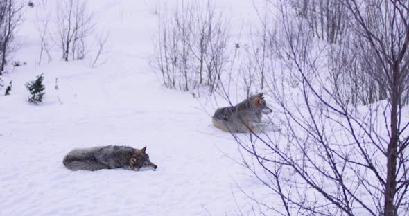 Two Wolves in Pack a Cold Winter Evening in the Forest