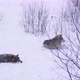 Two Wolves in Pack a Cold Winter Evening in the Forest - VideoHive Item for Sale