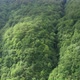 Beautiful Green Forest Aerial View - VideoHive Item for Sale