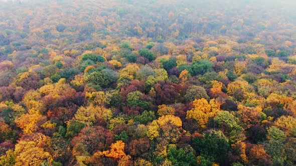 From Above Aerial View of Multicolored Trees Crown with Vivid Foliage in Autumn