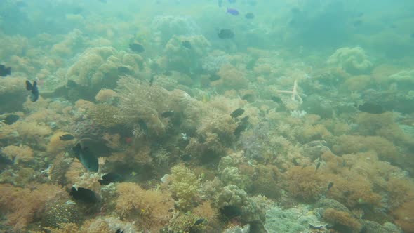 Coral Reef and Tropical Fish Underwater. Camiguin, Philippines