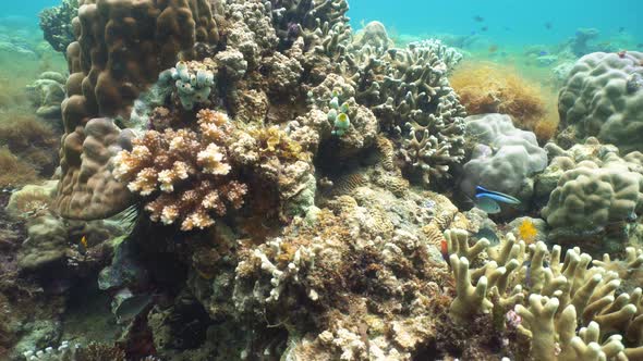 The Underwater World of a Coral Reef