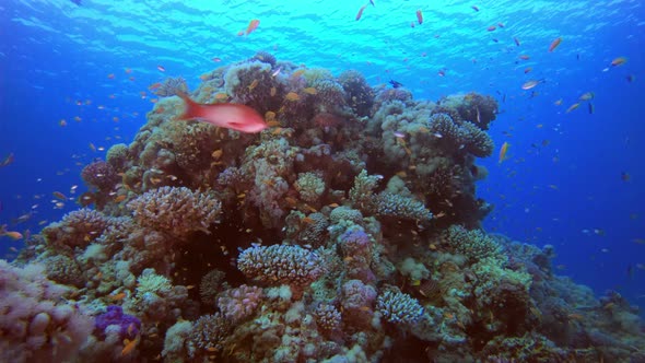 Colorful Coral Reef