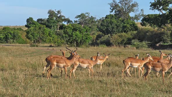 Impala, aepyceros melampus, Male and f Females, Masai Mara Park in Kenya, slow motion