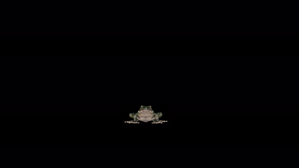 4K Frog Jumping