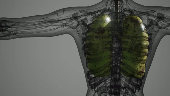 Science Anatomy Scan of Human Lungs