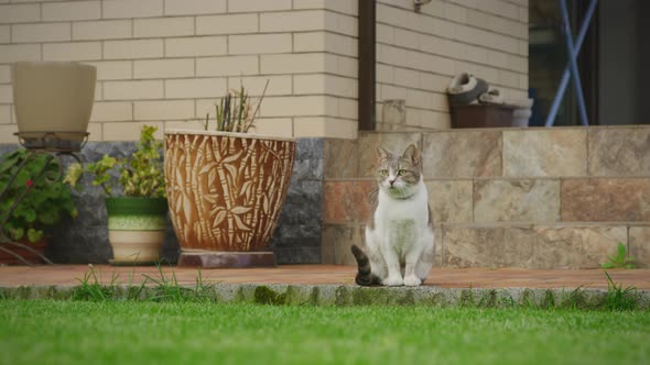 White Tabby Domestic Cat Sitting in the Yard Watching Something