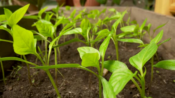 Young Green Seedlings of Pepper Grown on the Ground in a Greenhouse