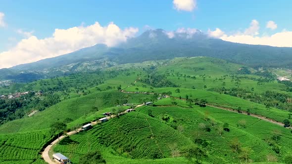 Green Tea Field And Mountain 