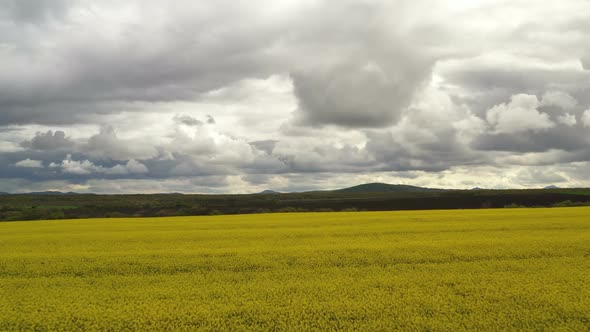 Rapeseed Plantations Under Cloudy Sky 3