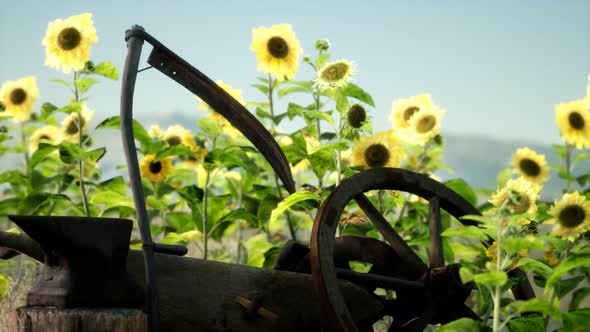 Old Vintage Style Scythe and Sunflower Field