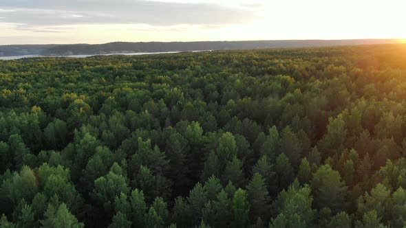 Pictorial Green Thick Forest Trees Against River on Horizon