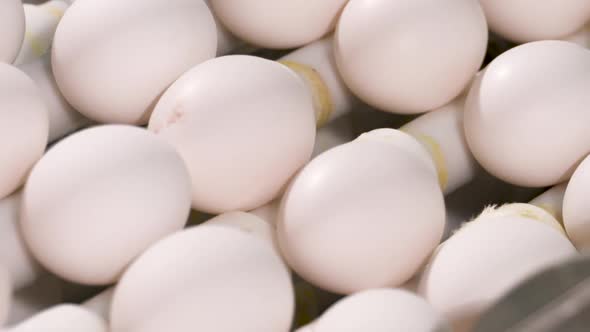 Close up of fresh eggsing along a production line.