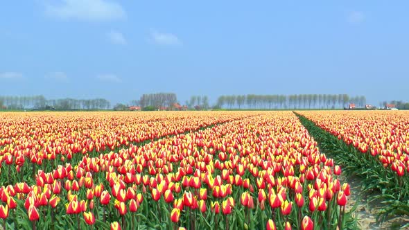 Along a field with red and yellow tulips