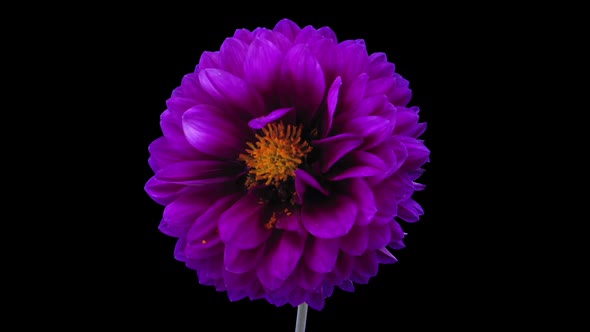 Time-lapse of dying purple dahlia