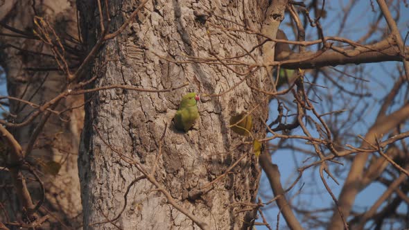 high frame rate shot of a rose ringed parakeet leaving its nest hole in a tree