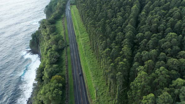 Tropical Forest Aerial