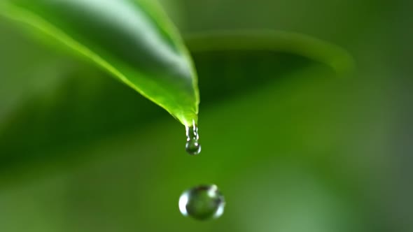 Super Slow Motion Shot of Droplet Falling From Fresh Green Leaf at 1000Fps.