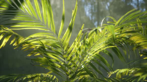 Bright Light Shining Through the Humid Misty Fog and Jungle Leaves alt