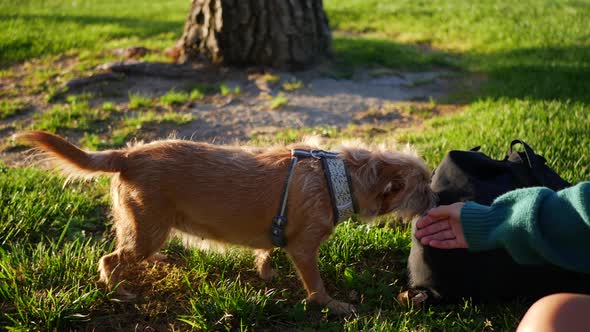 Close up of a young hispanic woman petting her small pet dog and playing together in a park field.