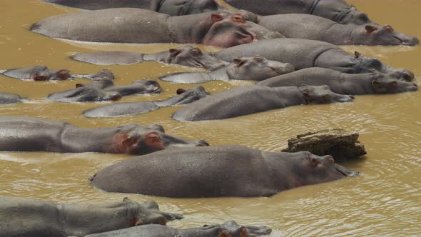 Hippos standing in water